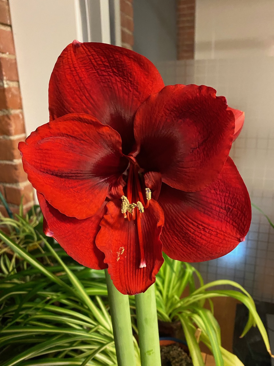 flowers - amaryllis december 06 2022 01.jpeg