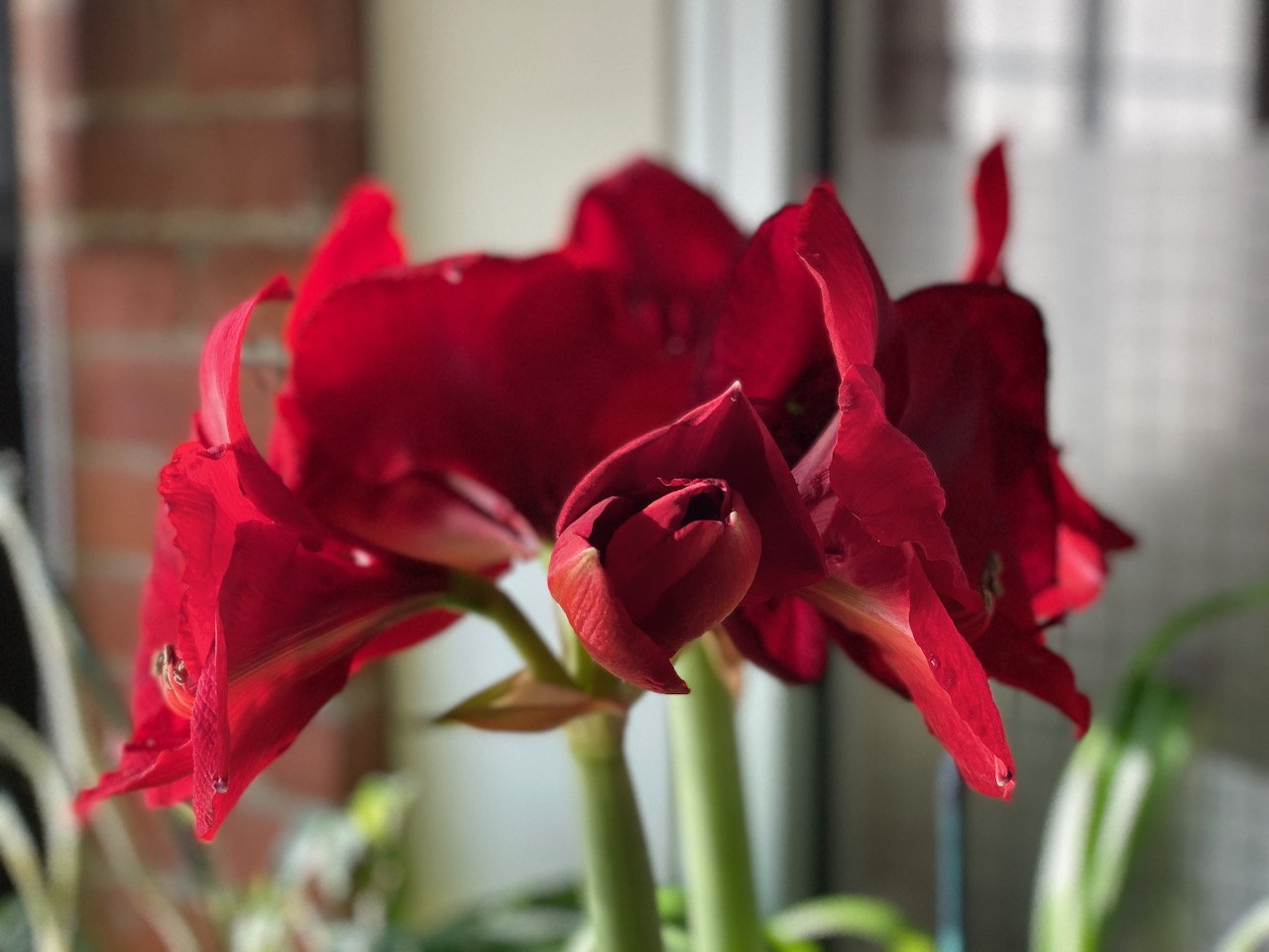 flowers - amaryllis december 13 2022.jpeg