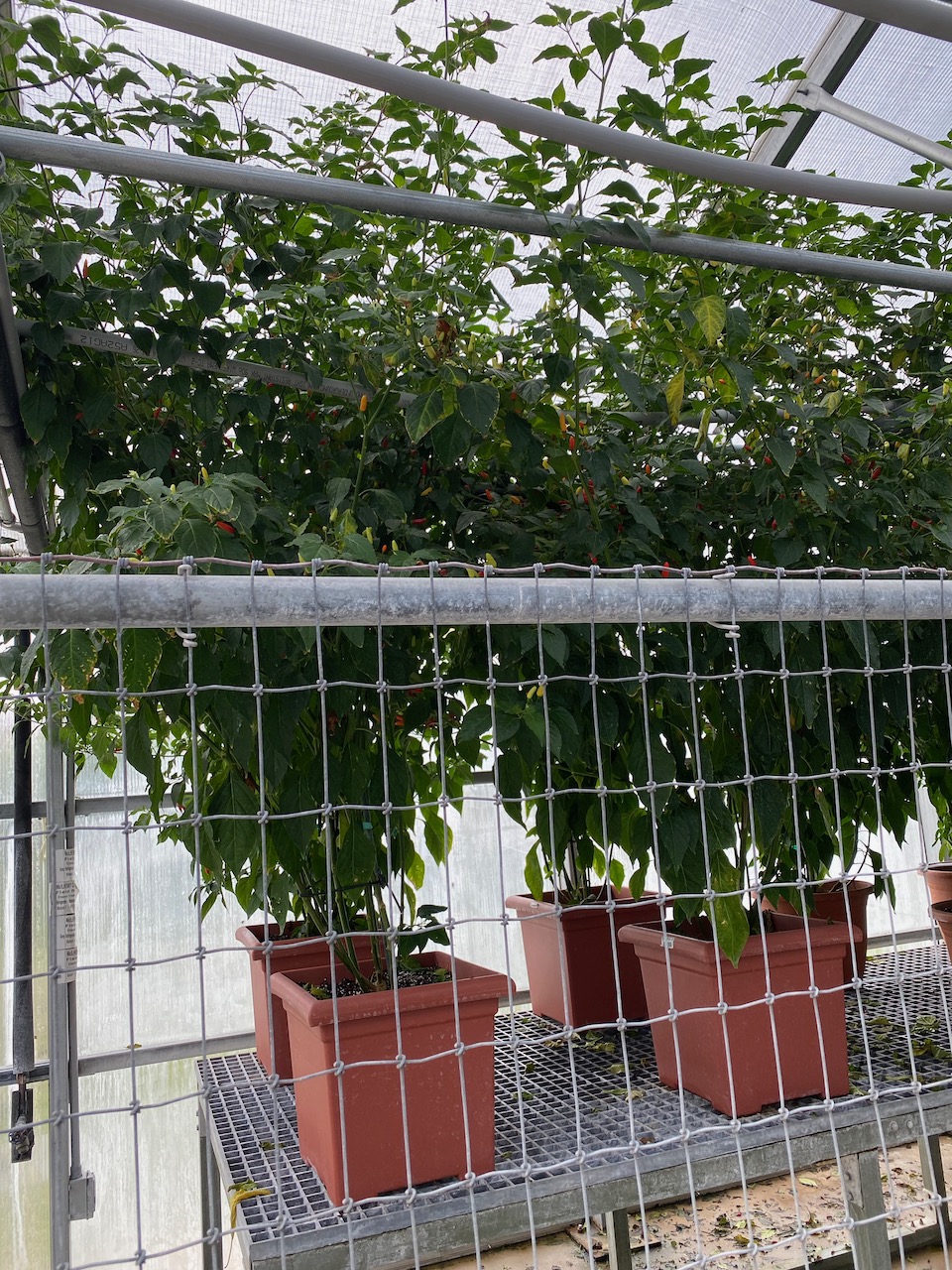 avery-island-la-breeding-facility-01