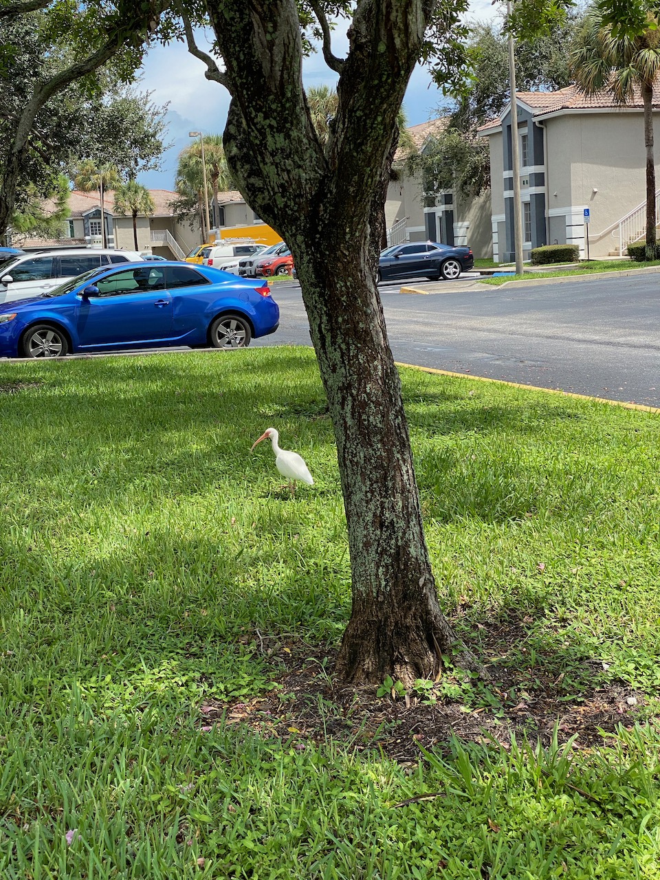 florida-ibis-02
