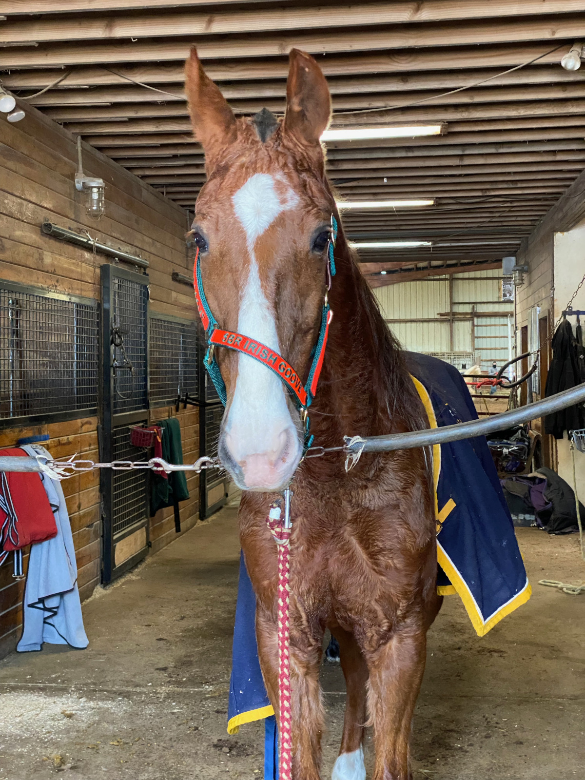 horse - nutty-irishman-05.jpeg